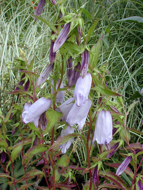 CAMPANULA 'PUFF OF SMOKE'