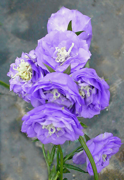 CAMPANULA PERSICIFOLIA 'PRIDE OF EXMOUTH'