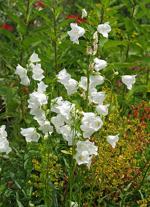 CAMPANULA PERSICIFOLIA var.ALBA