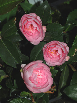 CAMELLIA SASANQUA 'JEAN MAY'