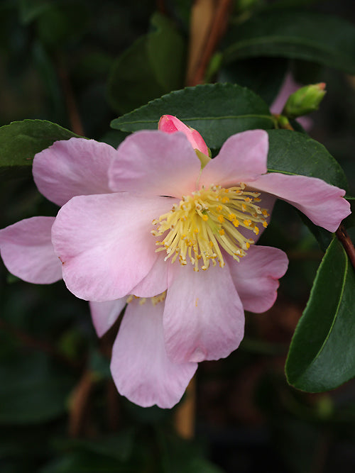 CAMELLIA SASANQUA 'MAIDEN'S BLUSH'
