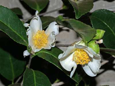 CAMELLIA SASANQUA 'NARUMIGATA'