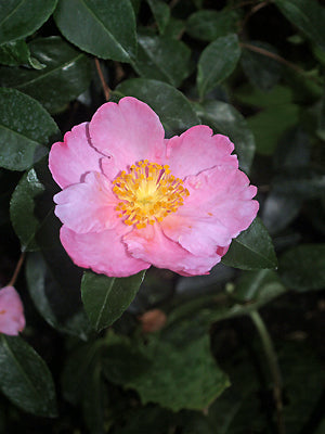 CAMELLIA SASANQUA 'PLANTATION PINK'