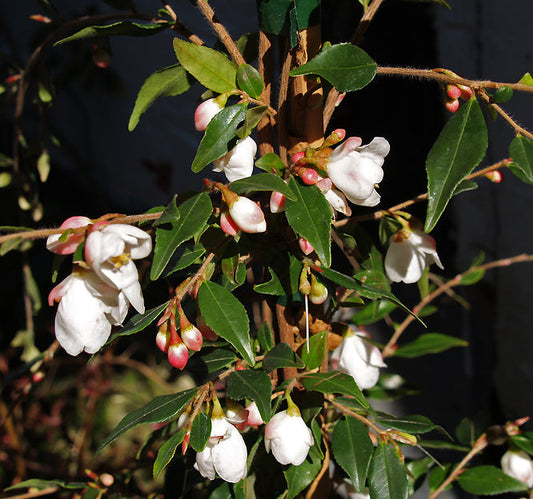 CAMELLIA ROSTHORNIANA 'CUPIDO'