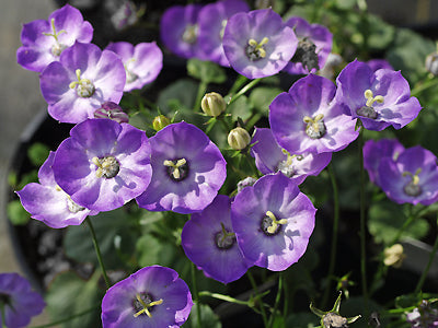 CAMPANULA 'ROYAL WAVE'