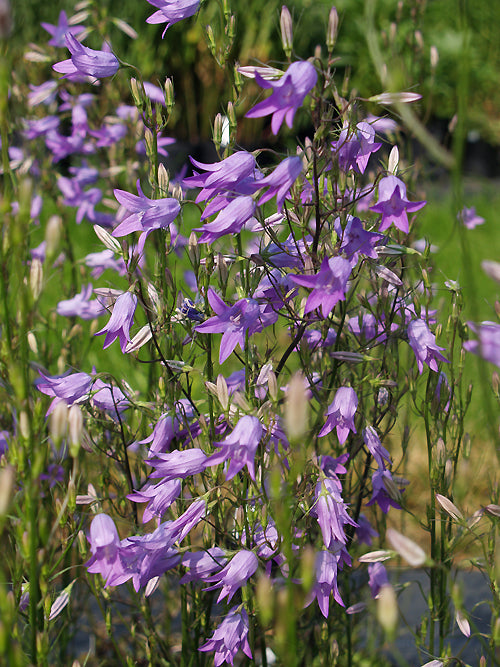 CAMPANULA RAPUNCULUS