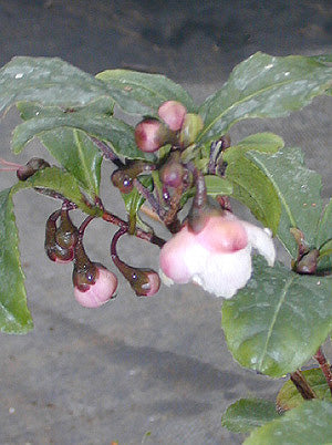 CAMELLIA SINENSIS 'BLUSHING MAIDEN'