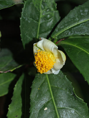 CAMELLIA SINENSIS 'TEA BREEZE'
