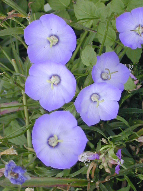 CAMPANULA 'SAMANTHA'