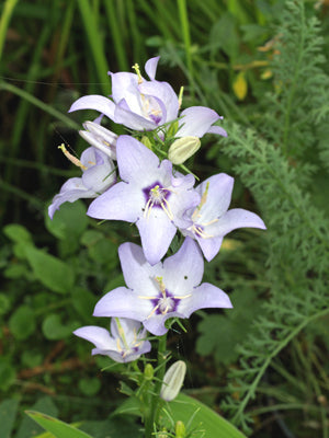 CAMPANULA VERSIColour RCB I-B-1