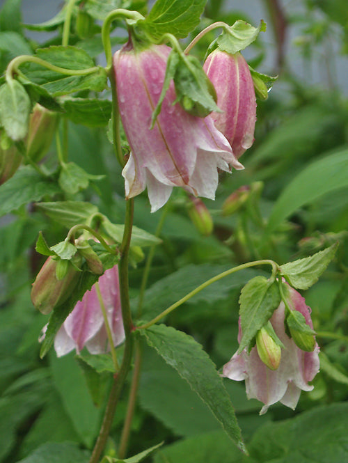 CAMPANULA TAKESIMANA 'ELIZABETH II'