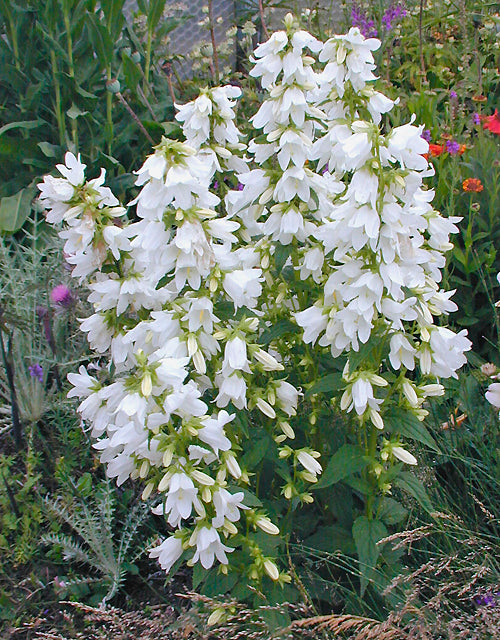 CAMPANULA TRACHELIUM f.ALBA