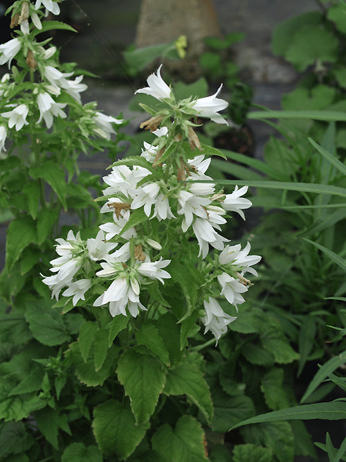 CAMPANULA TRACHELIUM HYBRID