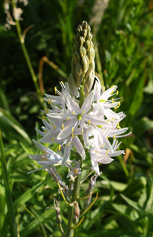 CAMASSIA 'COTSWOLD WHITE'