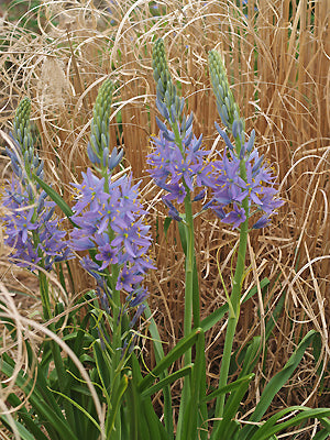 CAMASSIA LEICHTLINII subsp.SUKSDORFII 'ELECTRA'