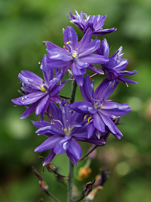 CAMASSIA 'JOHN TREASURE'