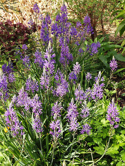 CAMASSIA LEICHTLINII subsp.SUKSDORFII