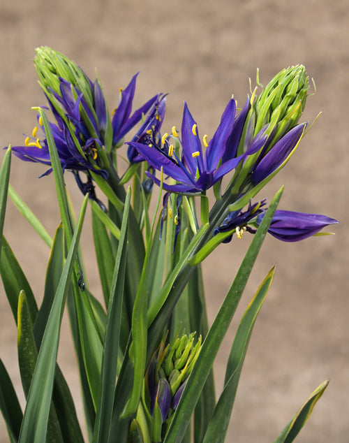 CAMASSIA 'LADY EVE PRICE'
