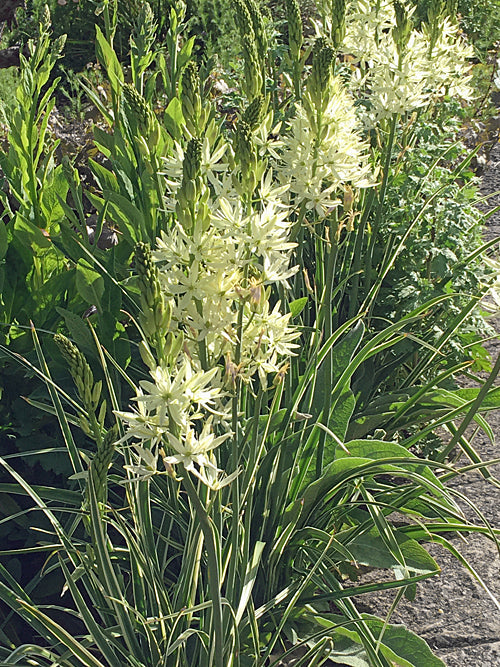 CAMASSIA LEITCHTLINII 'SACAYAWEA'