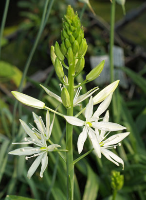 CAMASSIA LEICHTLINII subsp.LEICHTLINII