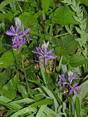 CAMASSIA QUAMASH 'ORION'