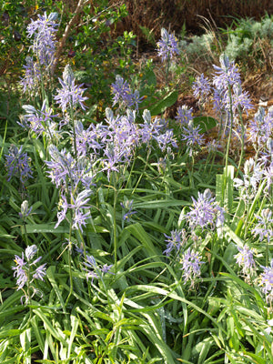 CAMASSIA CUSICKII 'ZWANENBURG'