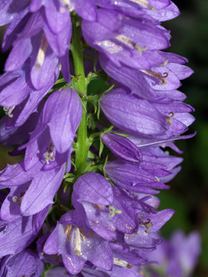 CAMPANULA SP. RCB AM-13