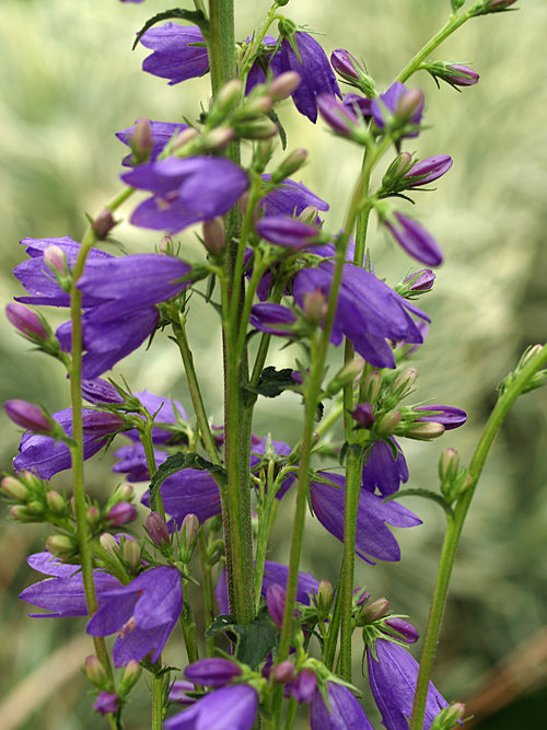 CAMPANULA 'TAMINO'