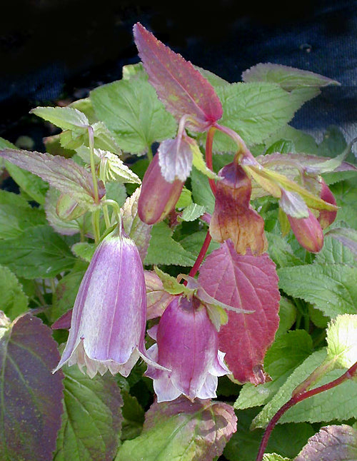 CAMPANULA PUNCTATA 'ALINA'S DOUBLE'