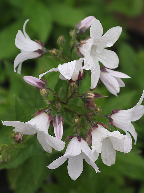CAMPANULA 'ASSENDON PEARL'