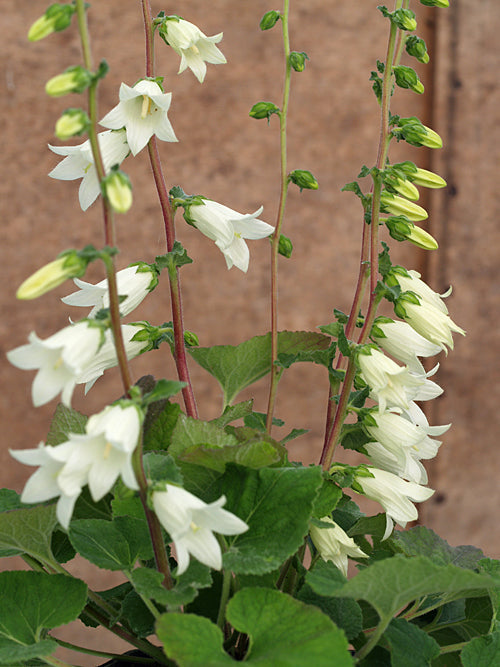 CAMPANULA ALLIARIIFOLIA