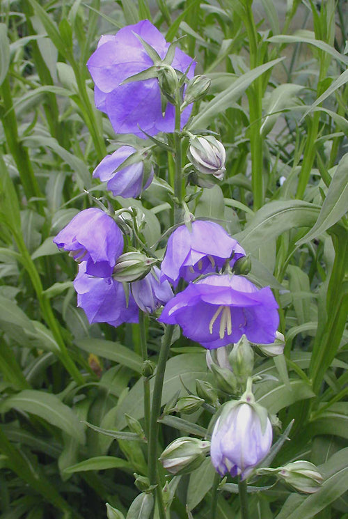 CAMPANULA PERSICIFOLIA 'BLUE BLOOMERS'