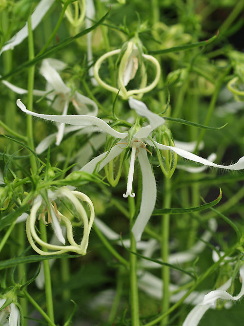 CAMPANULA TAKESIMANA 'BEAUTIFUL TRUST'