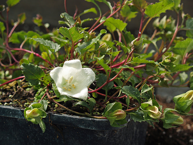 CAMPANULA BETULIFOLIA