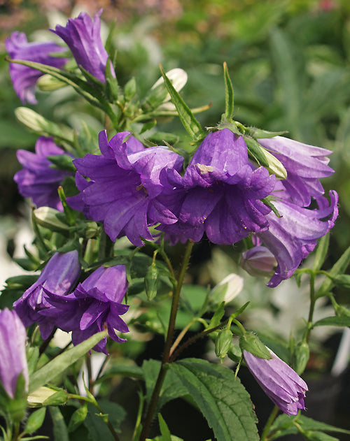 CAMPANULA TRACHELIUM 'BERNICE'