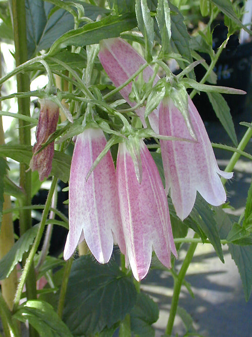 CAMPANULA TAKESIMANA 'ELIZABETH'