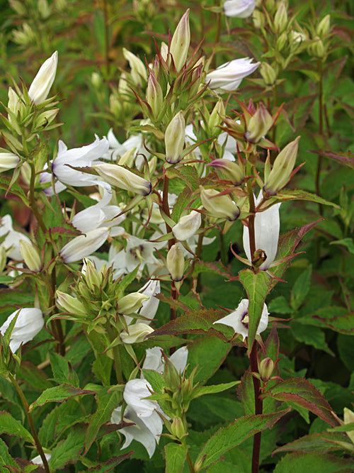 CAMPANULA 'FAICHEM LILAC'