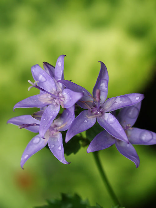CAMPANULA GARGANICA 'FILIGREE'