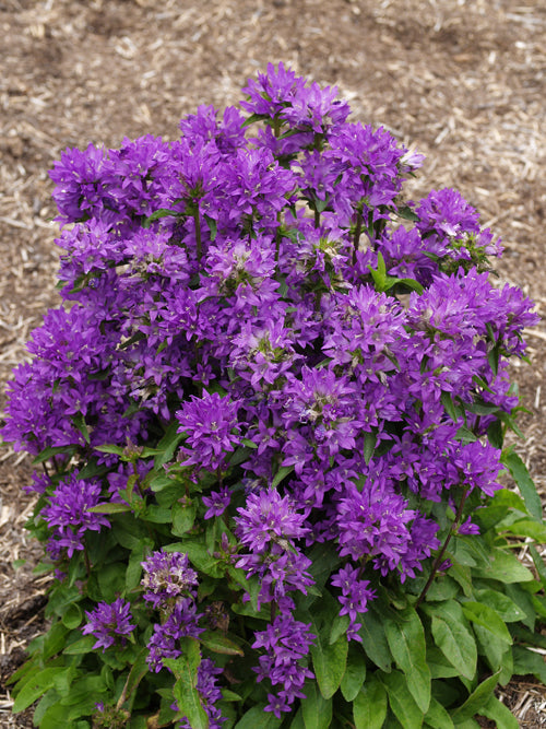 CAMPANULA GLOMERATA 'FREYA'