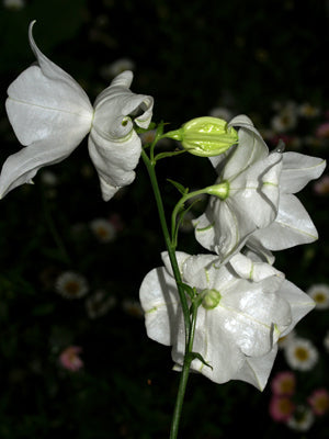 CAMPANULA PERSICIFOLIA 'GAWEN'