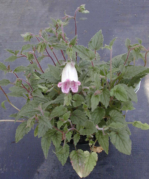 CAMPANULA PUNCTATA 'HOT LIPS'