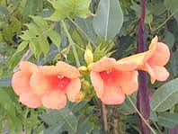 CAMPSIS RADICANS 'INDIAN SUMMER'