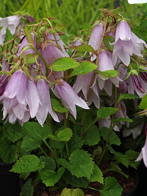 CAMPANULA 'IRIDESCENT BELLS'