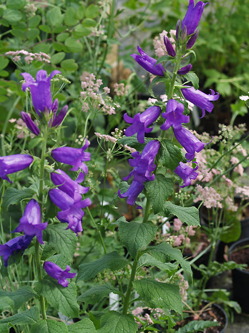 CAMPANULA KOMAROVII