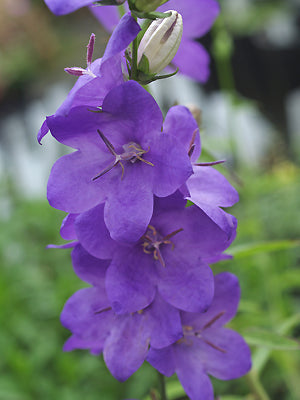 CAMPANULA LATILOBA 'HIGHCLIFFE VARIETY'