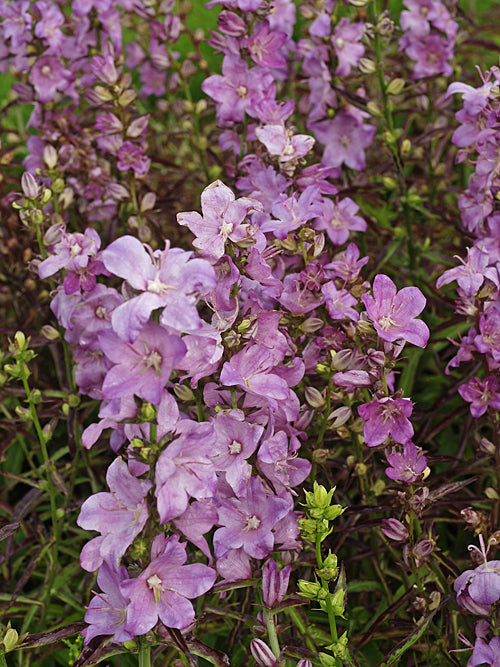 CAMPANULA LATILOBA 'HIDCOTE AMETHYST'