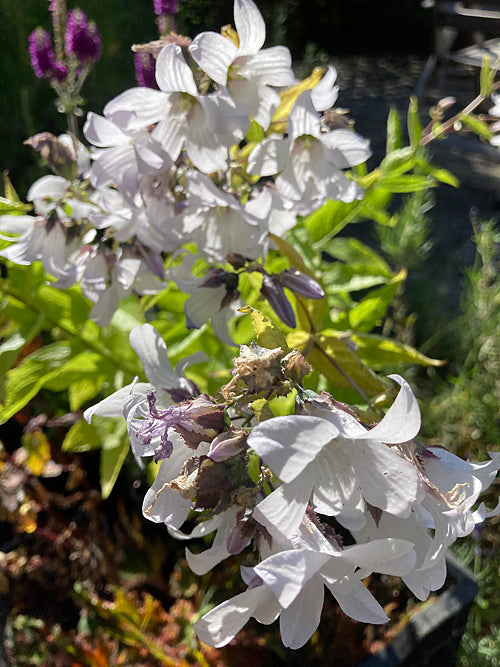 CAMPANULA LACTIFLORA 'MONICA'S DREAM'