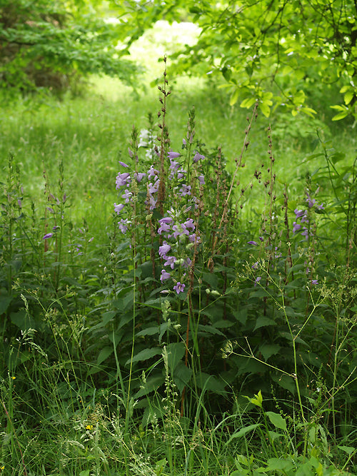 CAMPANULA LATIFOLIA