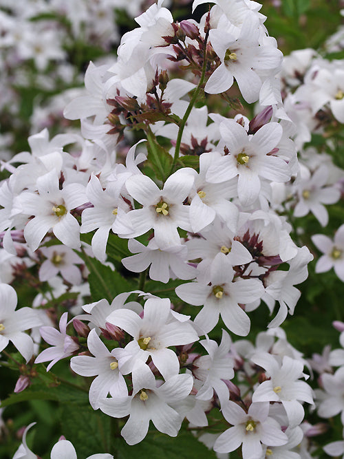 CAMPANULA LACTIFLORA 'ALBA'