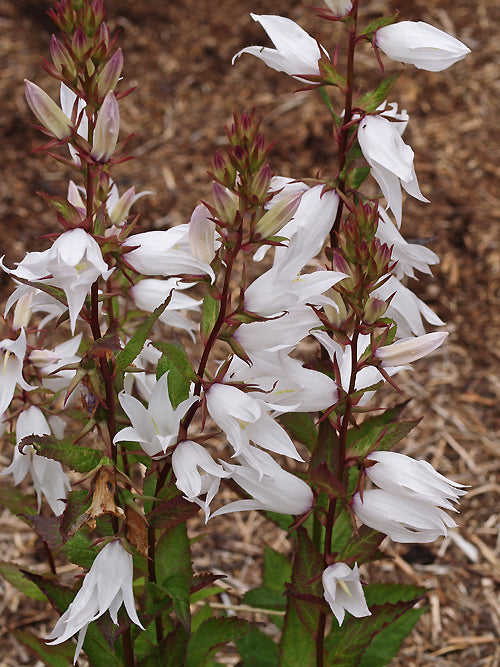 CAMPANULA LATIFOLIA var.MACRANTHA 'PETER LEWIS'